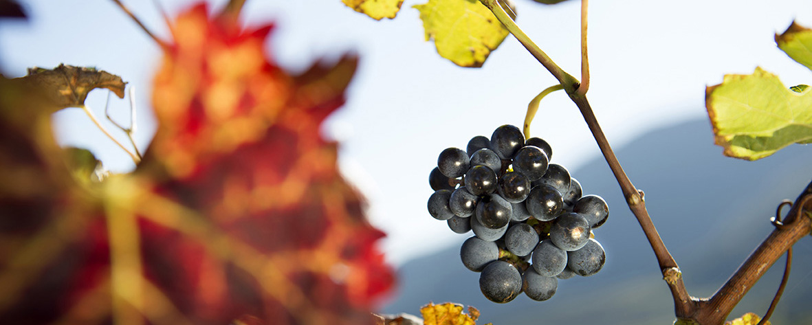 Herbststimmung - Helmuth Rier.jpg